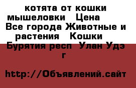 котята от кошки мышеловки › Цена ­ 10 - Все города Животные и растения » Кошки   . Бурятия респ.,Улан-Удэ г.
